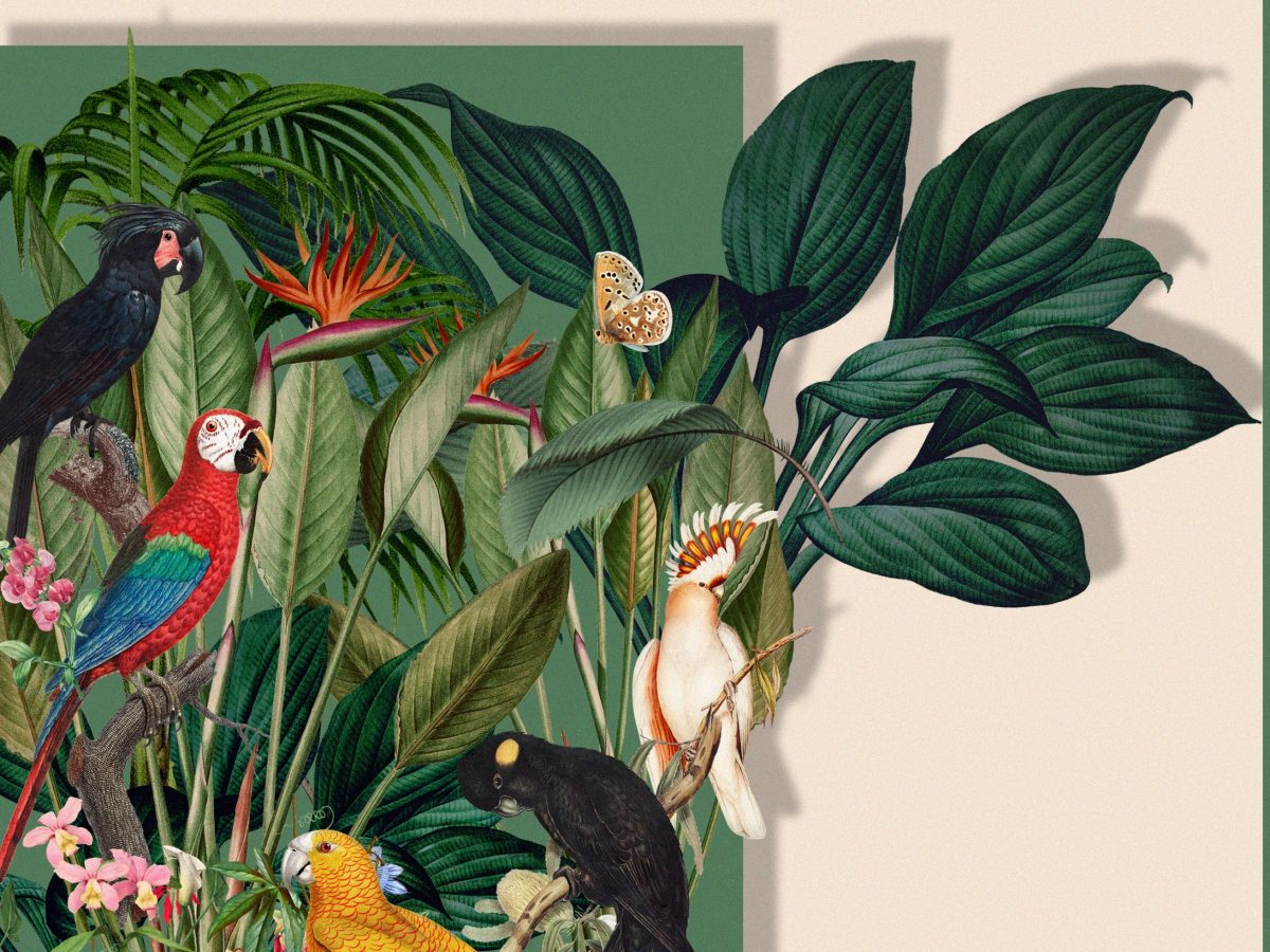 Bird Of Paradise, Out Now. Plus, An&nbsp;Update.